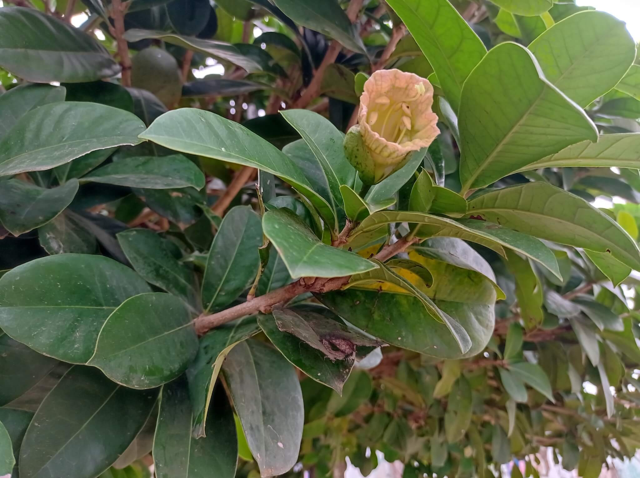 Amphitecna latifolia 